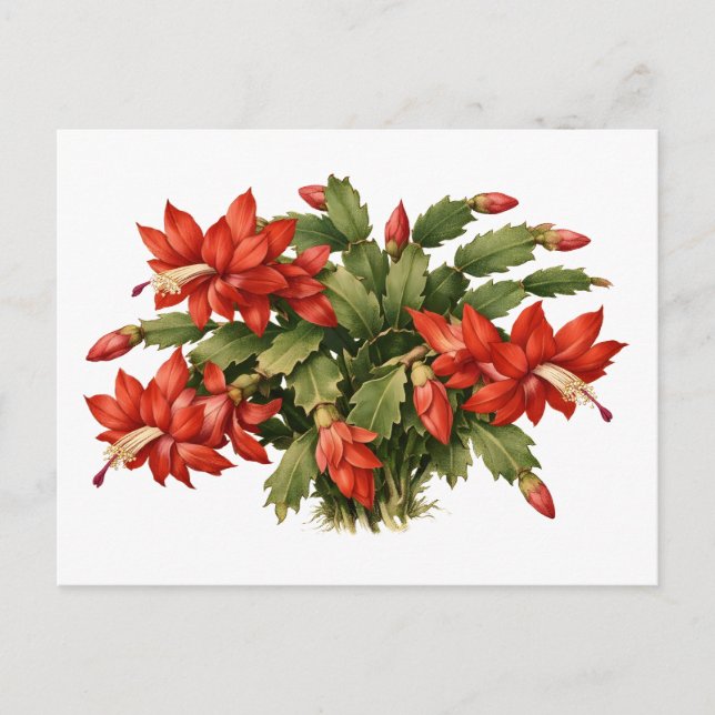 Blommande röd julskålväxt  vykort (Framsida)
