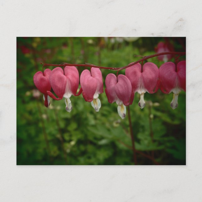 Blommande Rosa Blödande Hjärtan Postkort Vykort (Framsida)