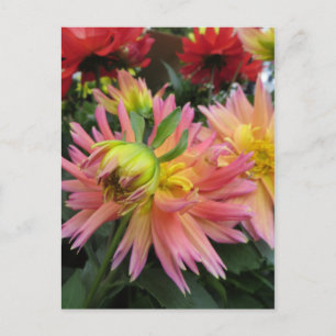 Blommande rosa blomma vykort