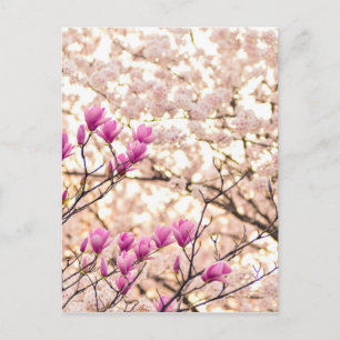 Blommande rosa lila magnolior vårblomma vykort