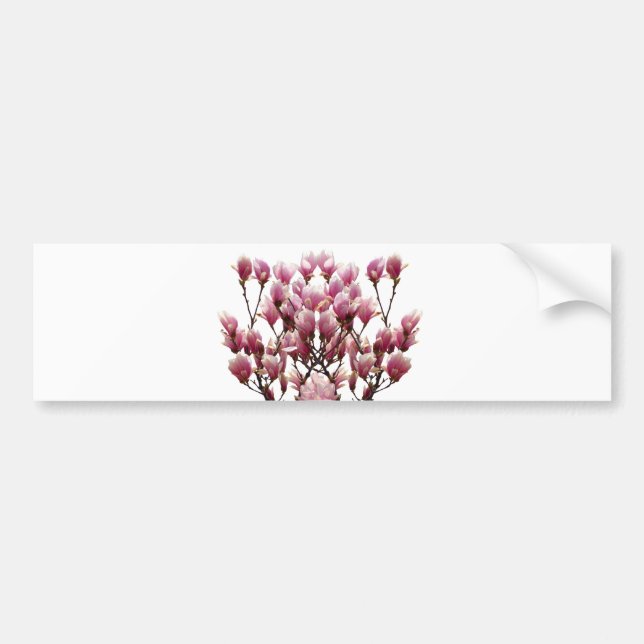 Blommande rosa magnolior vårblomma bildekal (Framsidan)