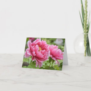 Blommande rosa peonblommor Blank Tack Kort