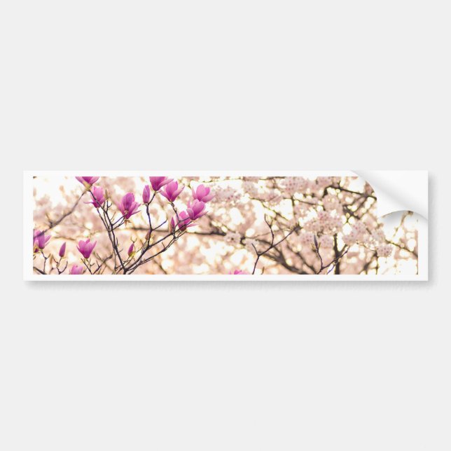 Blommande rosa purpur magnolior vårblomma bildekal (Framsidan)