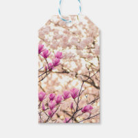 Blommande rosa purpurfärgade magnolior vårblomma