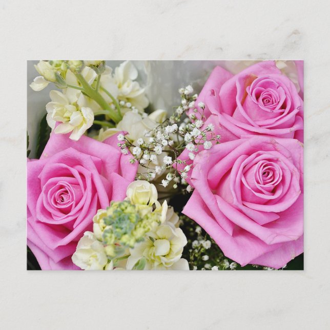 Blommande Rosa Ros Blomma Blank Vykort (Framsida)
