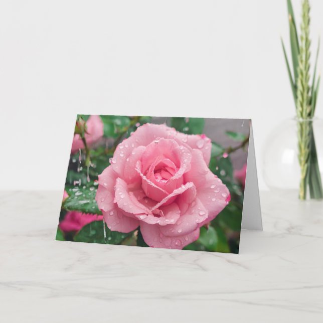 Blommande rosa ros med regndroppar kort (Framsida)