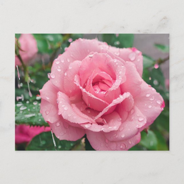 Blommande rosa ros med regndroppar  vykort (Framsida)