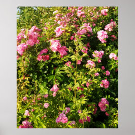 Blommande rosarium poster