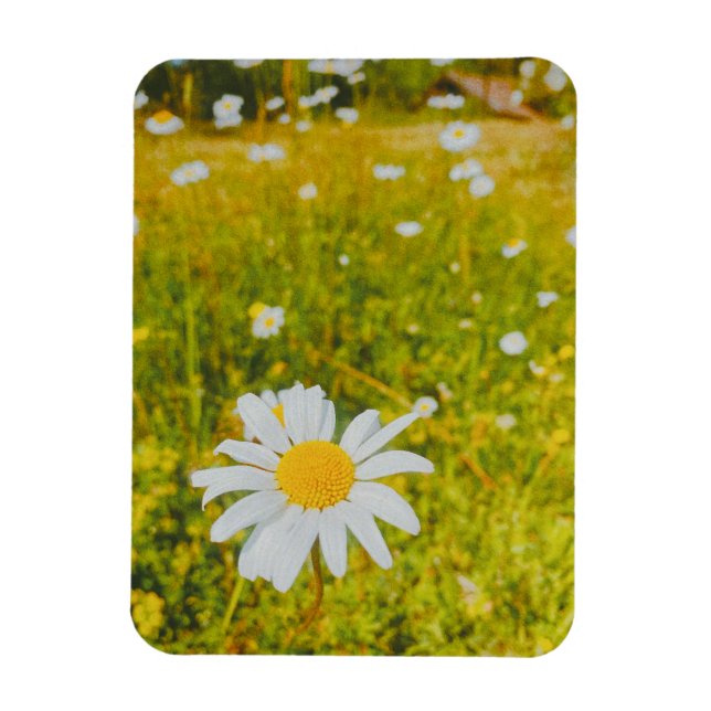 Blommande skandinaviskt sommarfält  magnet (Vertikal)