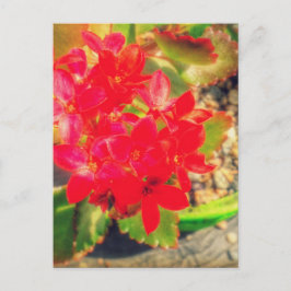 Blommande Små Röda Blommor Grunge Vykort
