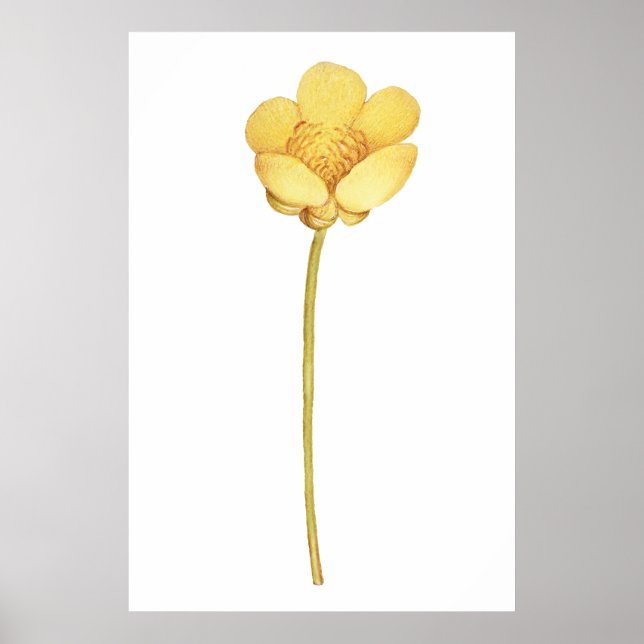 Blommande smörblomma gul blomma poster (Framsidan)