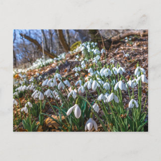 Blommande snödroppsblommor Vår Skog Natur Pos Helg Vykort