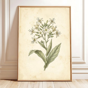 Blommande Tobak Botanisk Väggkonsttryck Poster
