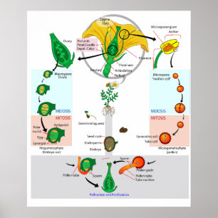 Blommande växt angiosperm livscykel diagram affisc poster