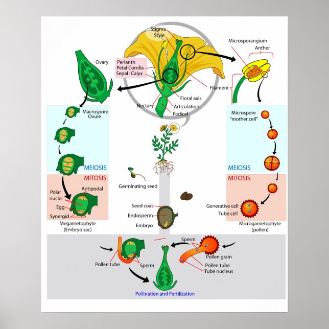 Blommande växt angiosperm livscykel diagram affisc poster (Framsidan)