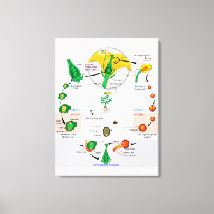 Blommande växt angiosperm livscykel diagram diagra canvastryck