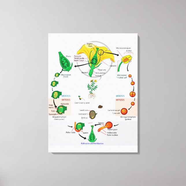 Blommande växt angiosperm livscykel diagram diagra canvastryck (Framsida)