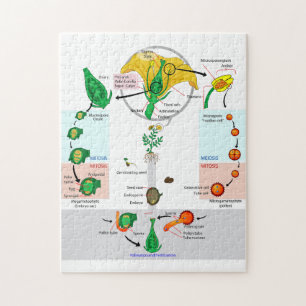 Blommande växt angiosperm livscykel diagram diagra pussel