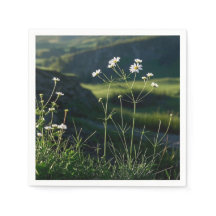Blommande vit tusensköna natur landskap