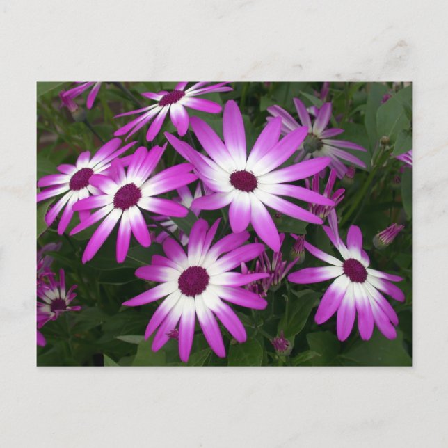 blommans daisy vykort (Framsida)