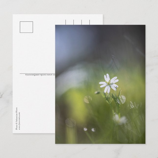 Blommans Naturfoto Vykort (Fram/baksida)