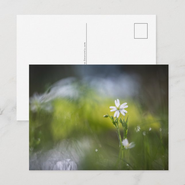 Blommans Naturfoto Vykort (Fram/baksida)