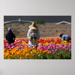 Blommapickersna Poster