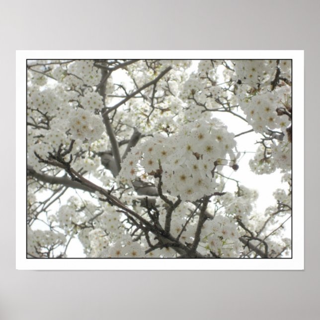 blommar1 Poster (Framsidan)