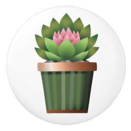 Blommar Aeonium Knopp