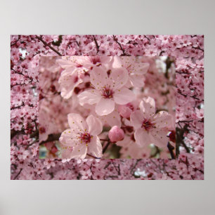 Blommar Art Rosa Vår Träd Blommars Prag Poster
