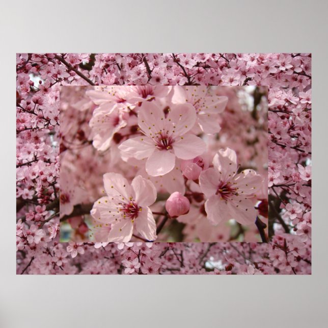 Blommar Art Rosa Vår Träd Blommars Prag Poster (Framsidan)