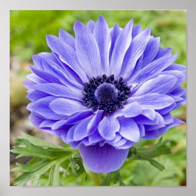 Blommar Aster-utskrift Poster (Framsidan)