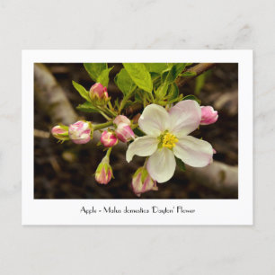 Blommar av äpplen - Malus domestica "Dayton Flower Vykort