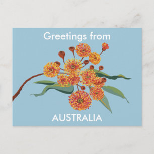 Blommar av australisk gummi vykort