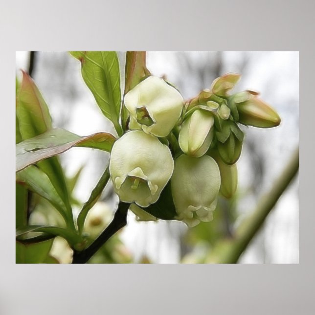 Blommar av blåbär poster (Framsidan)