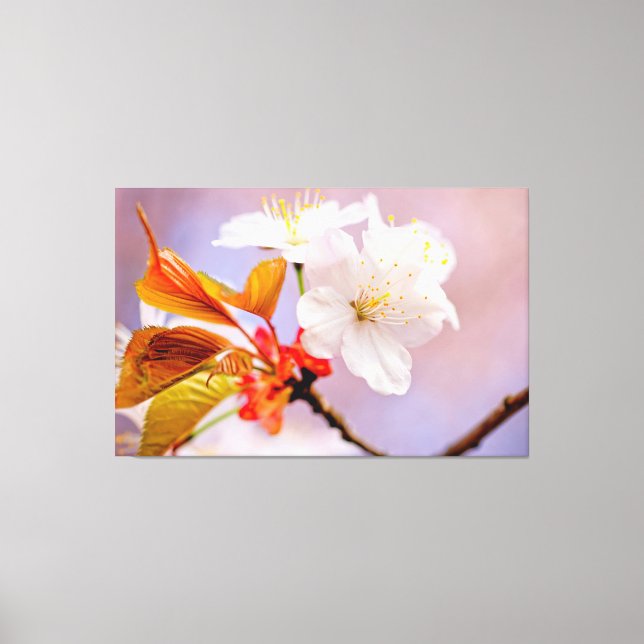 Blommar av färsk vit körsbär Cute Sakura Beauties Canvastryck (Framsida)