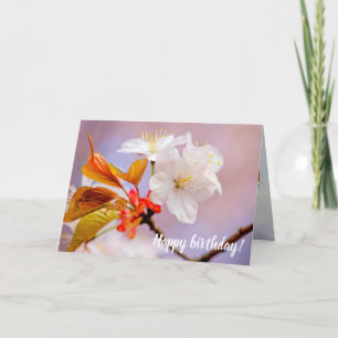 Blommar av färsk vit körsbär Cute Sakura Beauties Kort