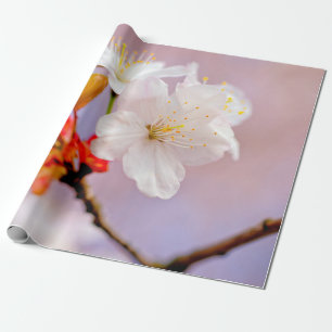 Blommar av färsk vit körsbär Cute Sakura Beauties Presentpapper