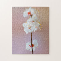 Blommar av japansk aprikos i Vår