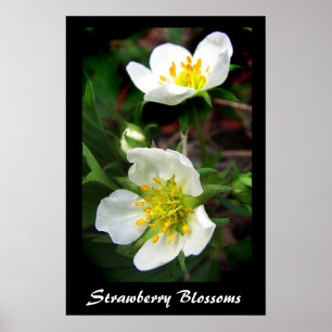 Blommar av jordgubbar poster