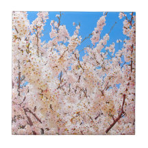 Blommar av körsbär i Fullt Bloom