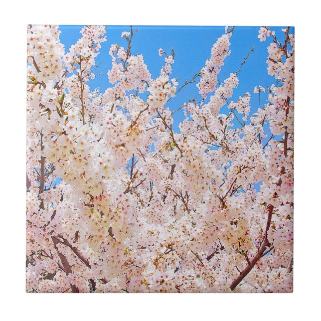 Blommar av körsbär i Fullt Bloom Kakelplatta (Framsidan)