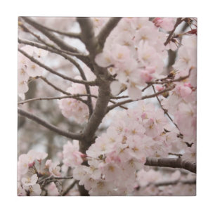 Blommar av körsbär kakelplatta