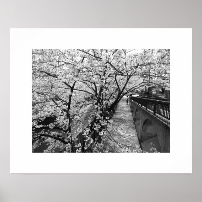 Blommar av körsbär: Meguro River, Tokyo (svartvitt Poster (Framsidan)
