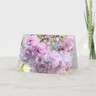 blommar av körsbärsbär för gråtande körsbär kort