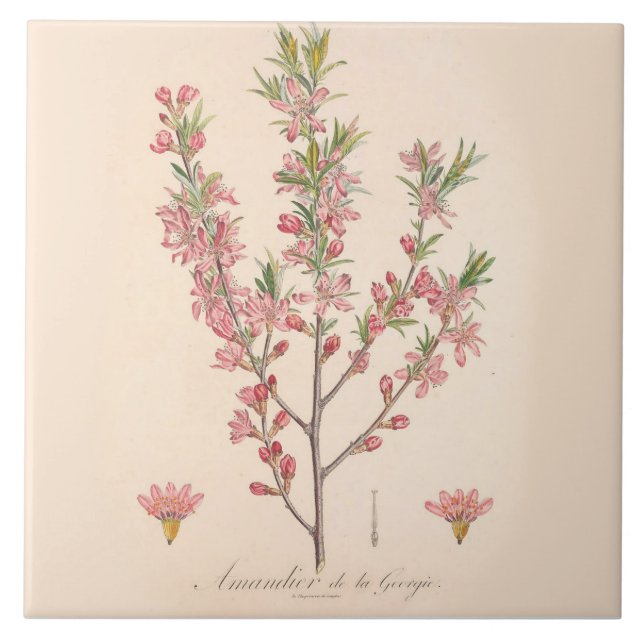 Blommar av mandel, tryckta keramiska plattor kakelplatta (Framsidan)