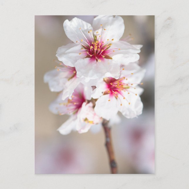 Blommar av mandeln träd vykort (Framsida)