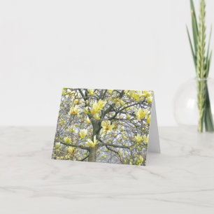 "BLOMMAR AV MJÖLKMJÖLK GULT AV MAGNOLIA TRÄD" (FOT KORT