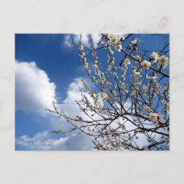 Blommar av plommon: Japan Vykort