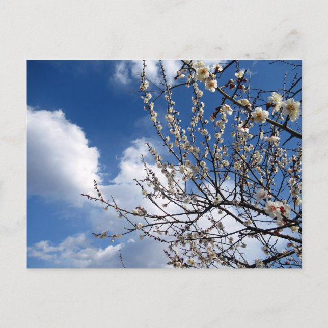 Blommar av plommon: Japan Vykort (Framsida)